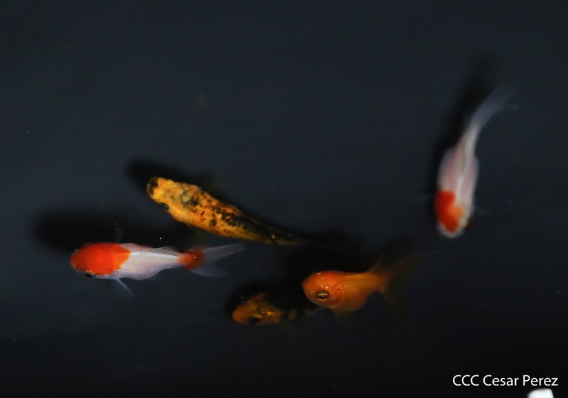 acuicultura